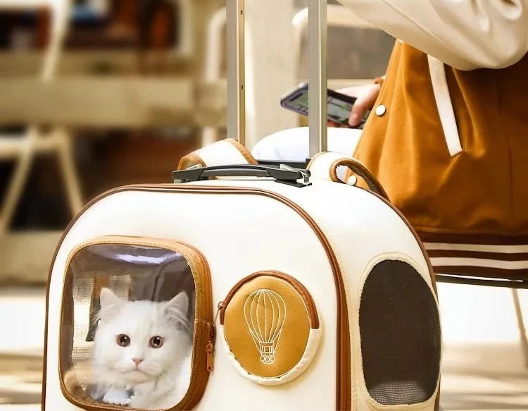 Person holding a pet carrier with a cat inside, suitable for two cats.